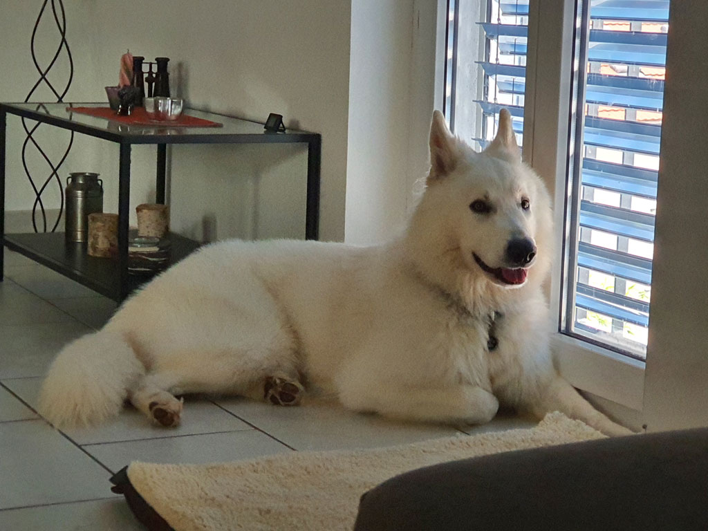 arab-weisser-schweizer-schaeferhund-gallerie5_12