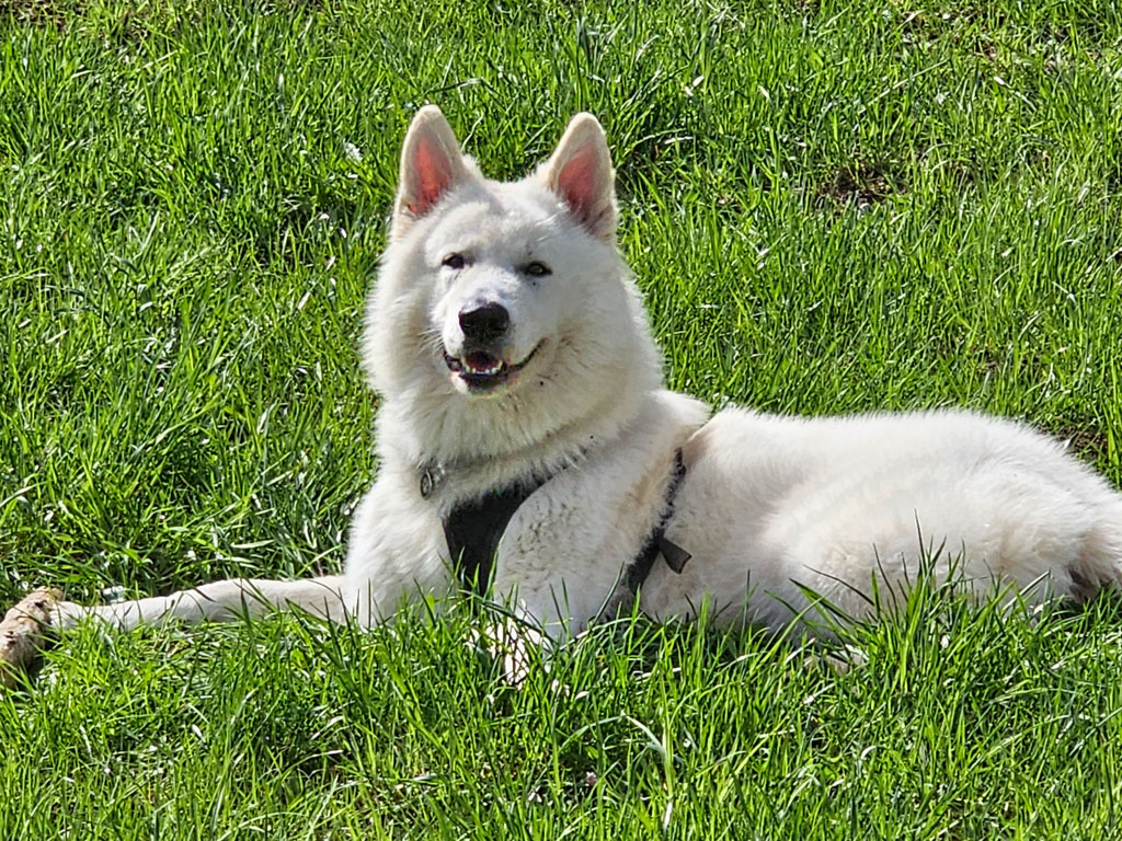arab-weisser-schweizer-schaeferhund-gallerie5_14