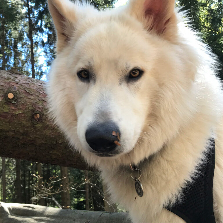 arab-weisser schweizer schaeferhund_bio_04