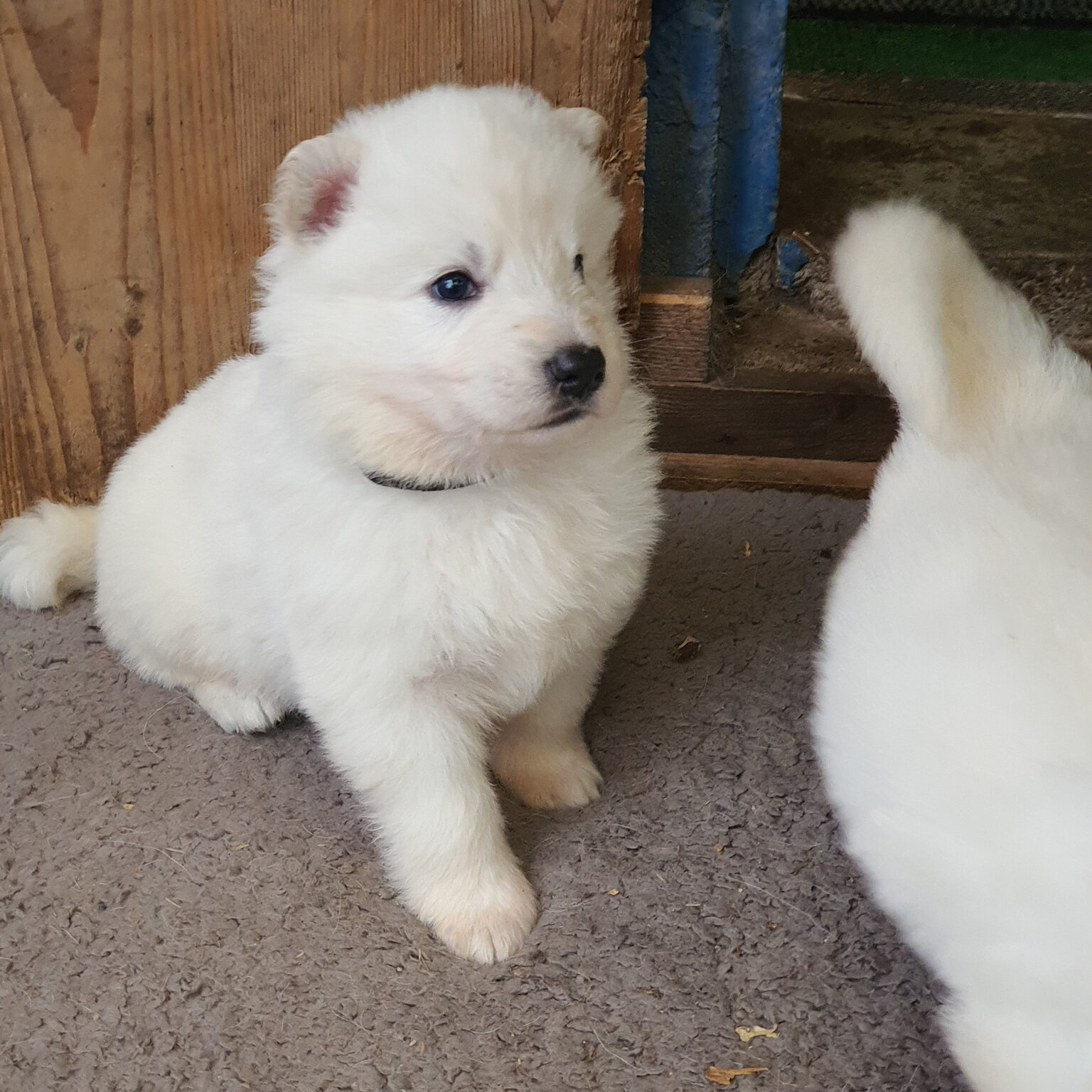 arab-weisser-schweizer-schaeferhund-gallerie1_01
